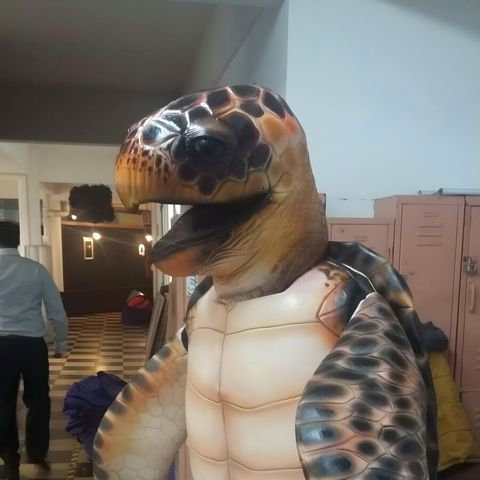 Botarga de tortuga